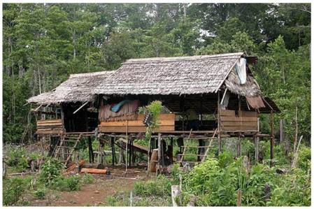 Rumah Suku Wana Pinggiran Hutan lindung Marowali