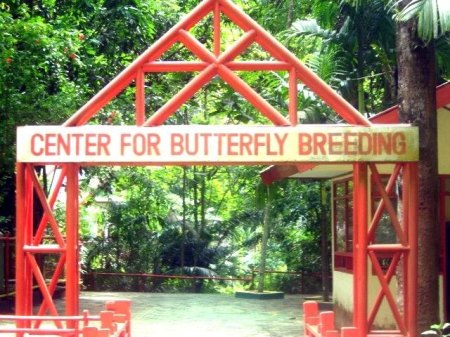 Butterflies Conservation Center Bantimurung
